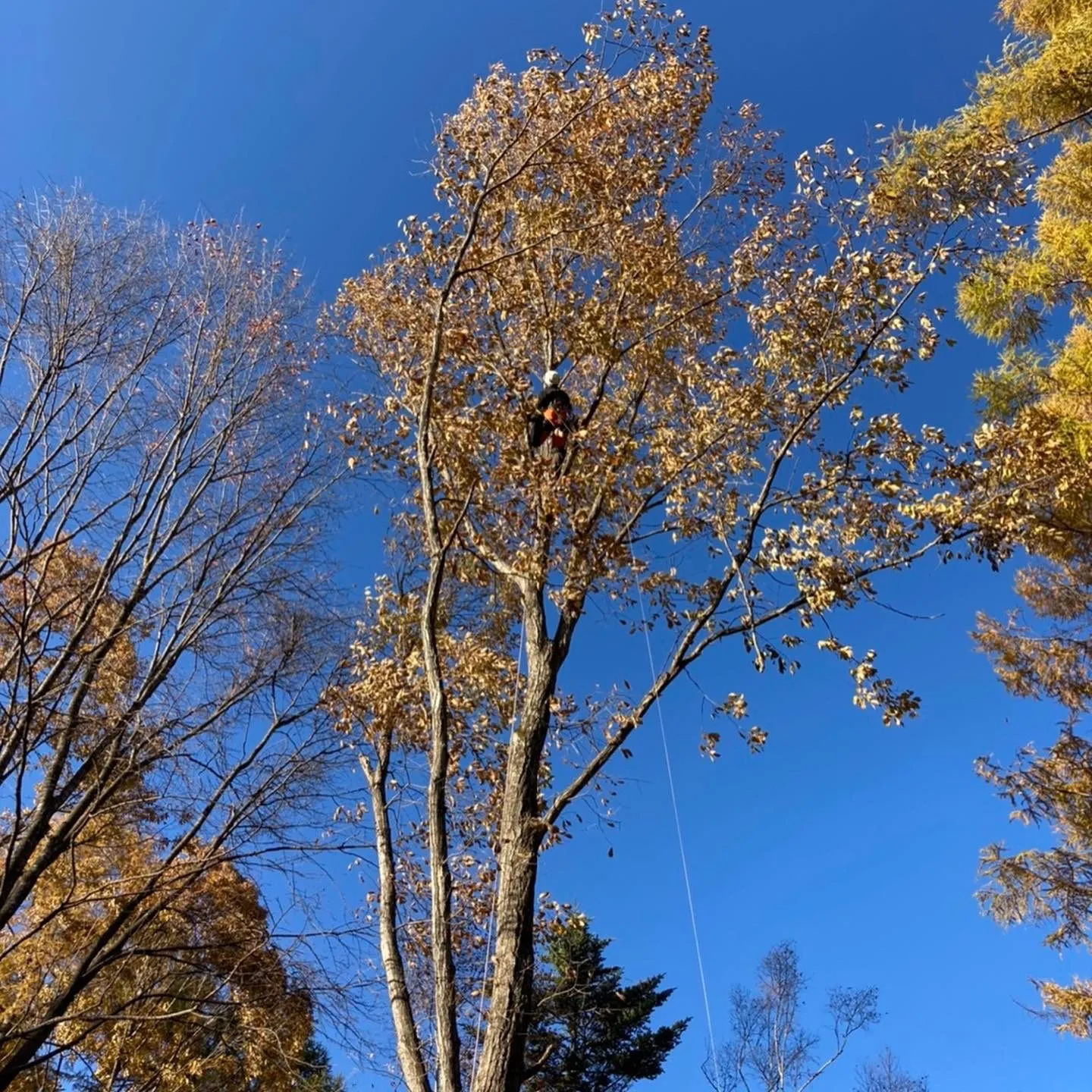紅葉した高木の樹上での作業