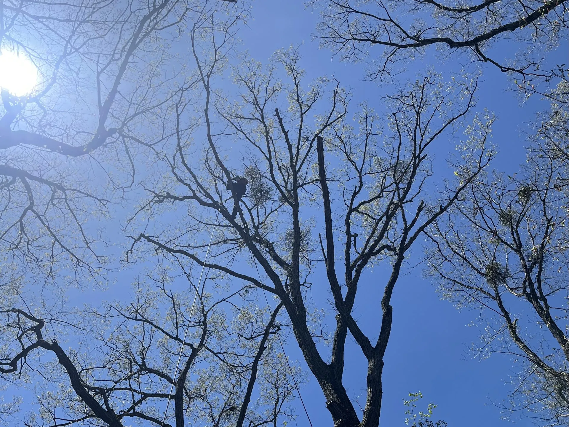 青空を背に、高木の樹冠で剪定作業をするクライマー
