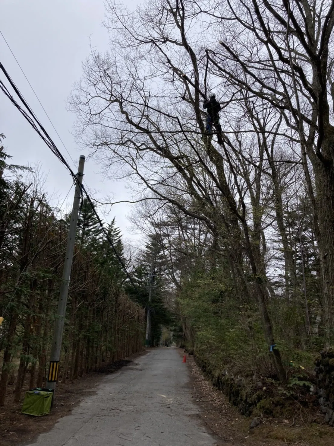 道路と電線に近い木での作業